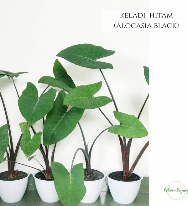 Keladi Hitam